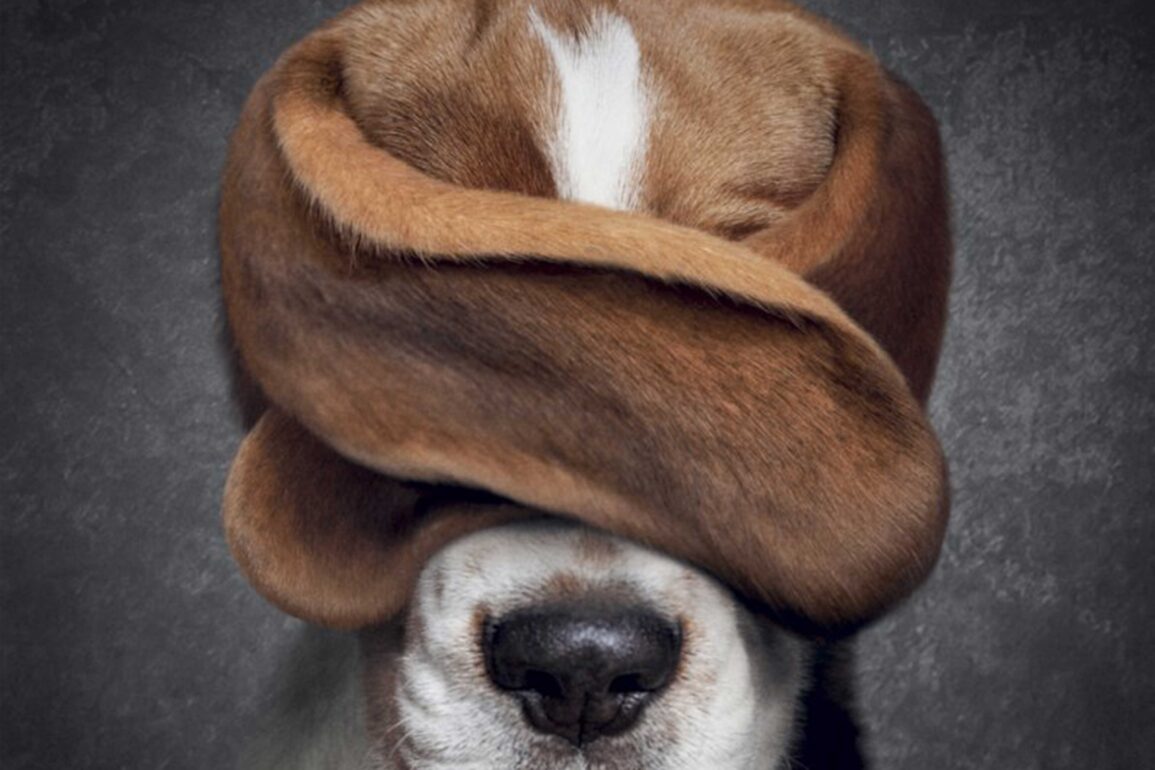 Ein Bild von einem Hund, der sich mit den Ohren die Augen zuhält.