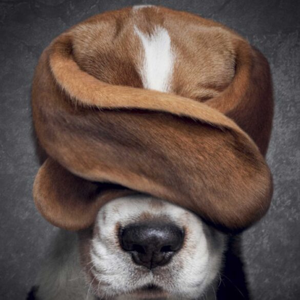 Ein Bild von einem Hund, der sich mit den Ohren die Augen zuhält.