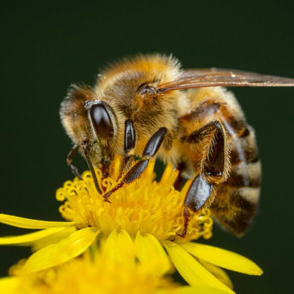 Eine Biene auf einer Blume.